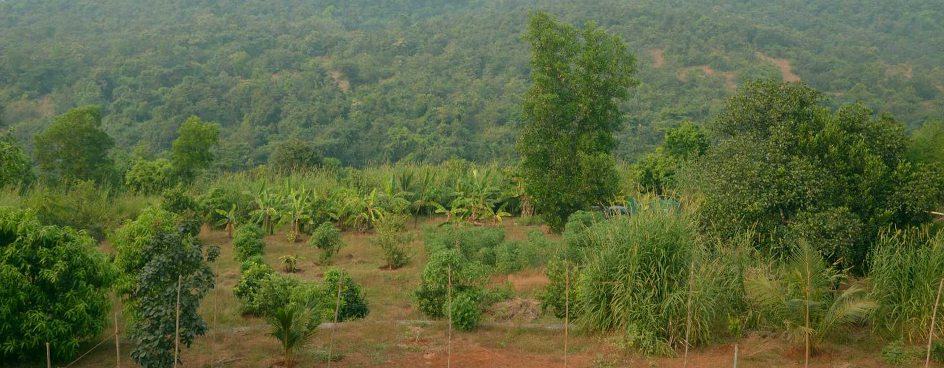 Shalom Hills